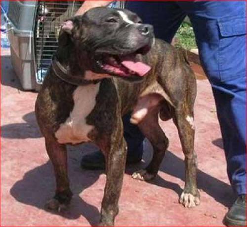 pitmix circo
