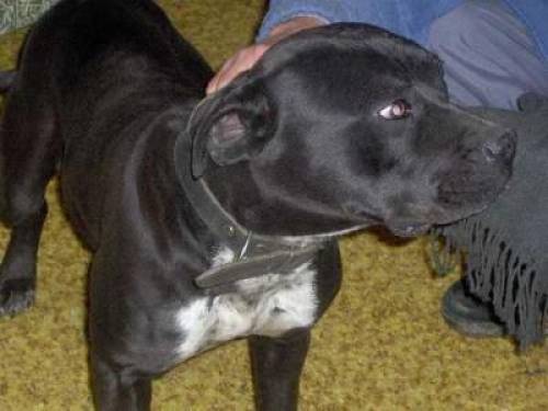 amerikanischer staffordshire terrie r�de