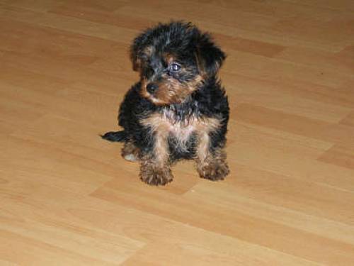 yorkshire terrier welpen