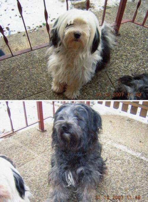 zwei reinrassige tibetterrier hndinnen mit ster stammbaum