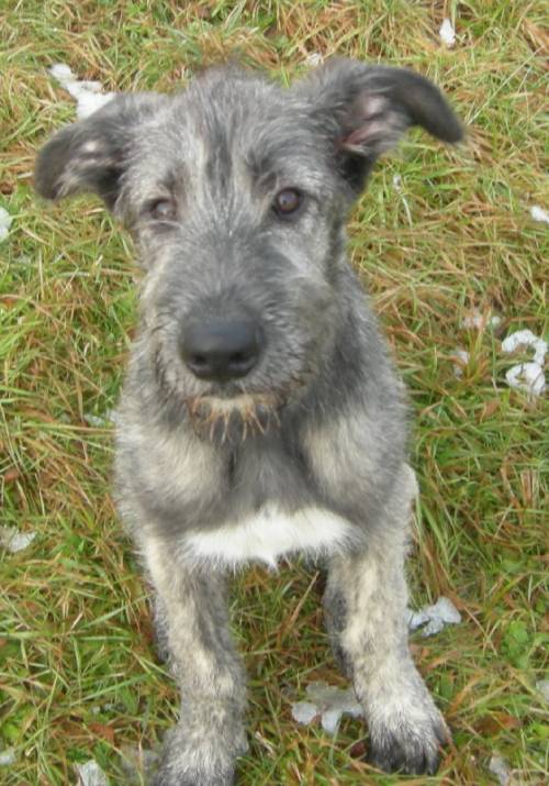irish wolfhound wurfplanung