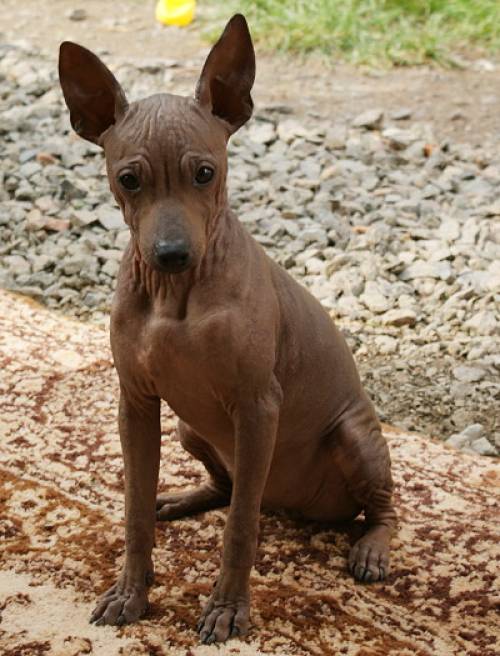 american hairless terrier welpen hndin
