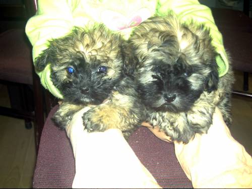 shih tzu yorki mix