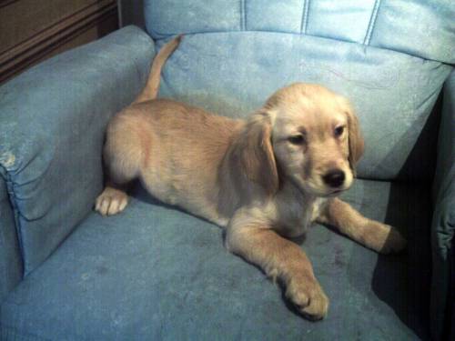 golden retriever m�dchen