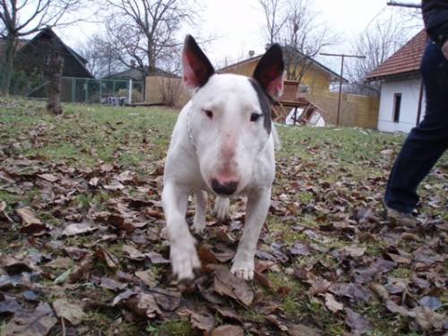bullterrier r�de shadow