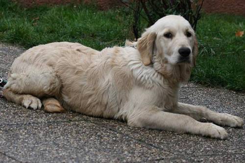 momo golden retriever pflegestelle vorarlberg