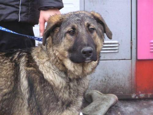 attila schfer retriever mix pflegestelle burgenland