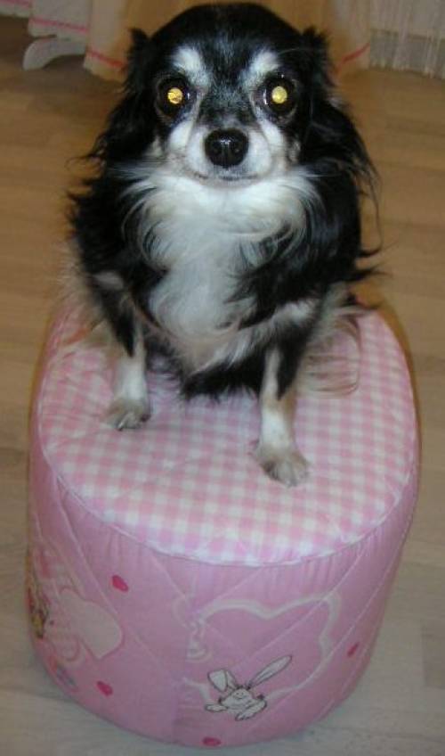 wundersch�ner hunde katzen hocker