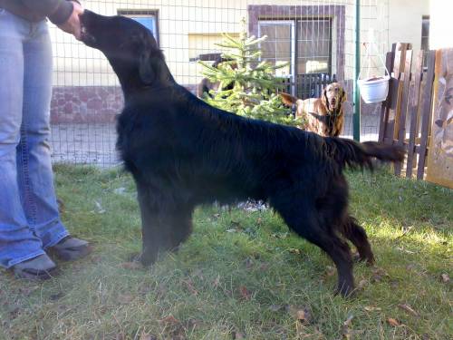flat coated retriever zwart welpen