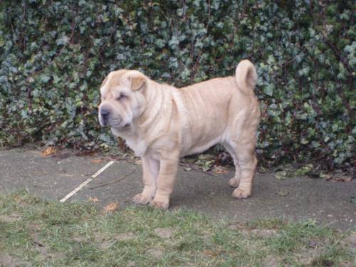 sharpei