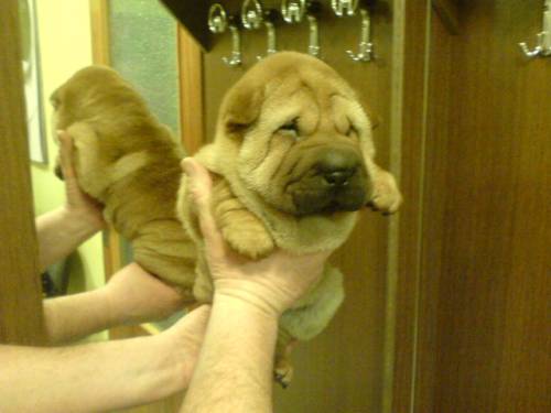 sharpei
