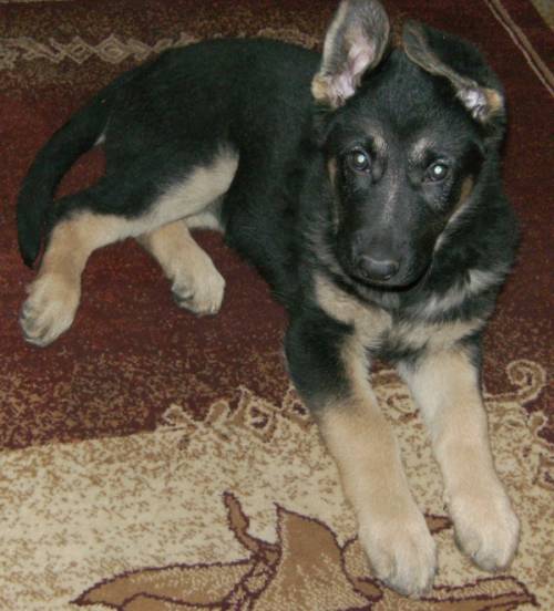 deutsche schferhund welpe