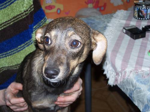 kleinw�chsiges zartes hundem�dchen