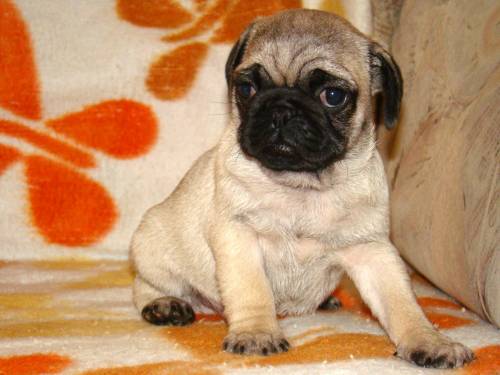 mops