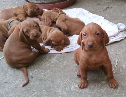 drahthaar magyar vizsla welpen abzugeben 