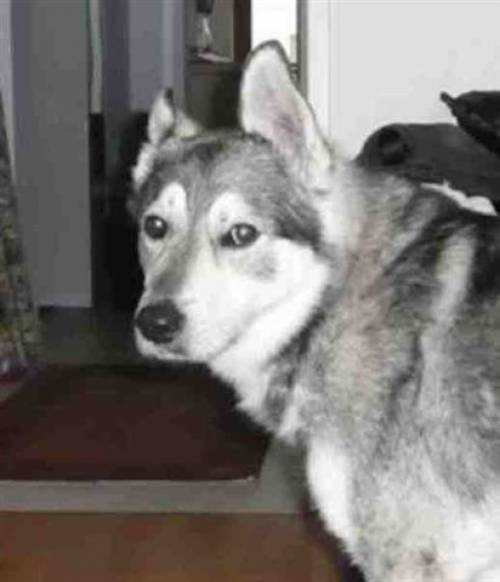 sibirischer husky mischling shadow