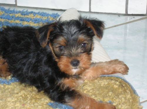 yorki