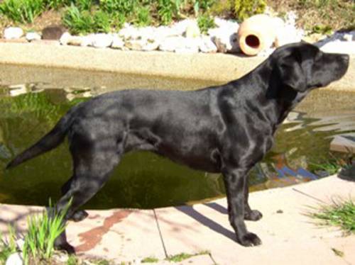 labrador retriever vom sauboden fci f�r familie und jagd