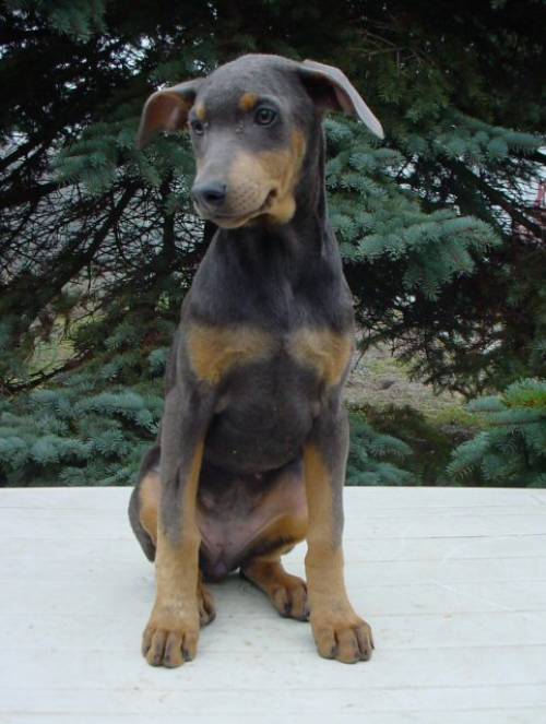 dobermann welpen