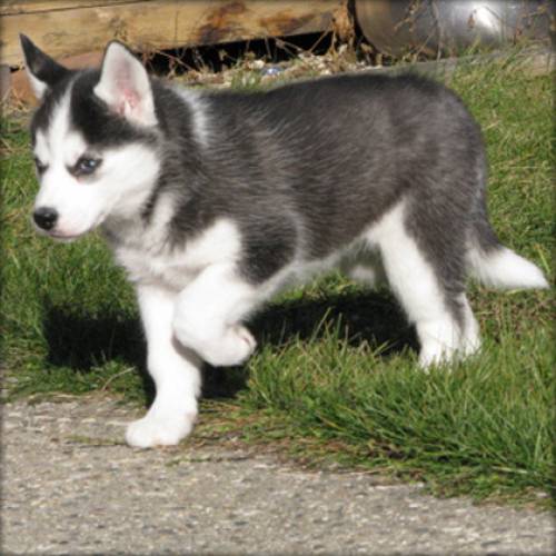 pretty siberian husky welpen { wochen alt }