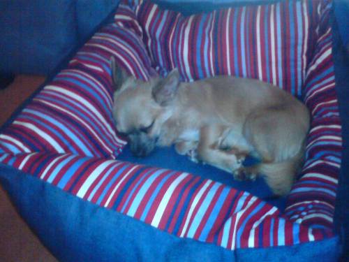 notfall chihuahua r�de