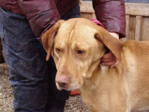 magyar vizsla r�vidsz�r� arik