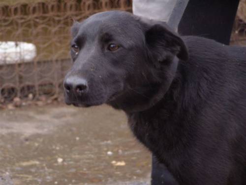 chicco