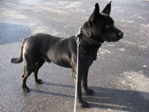 rex kr�ftiger j�hr mix r�de freundlich vertr�glich