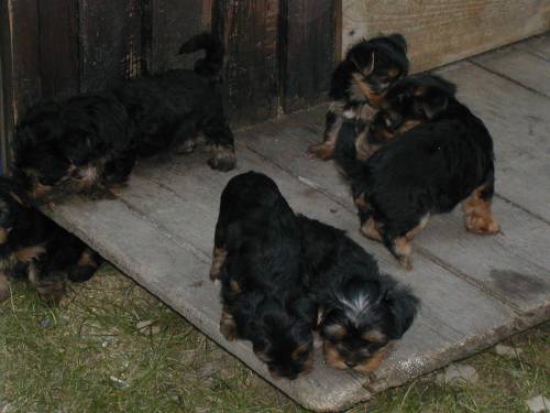 mini yorkshire terrier