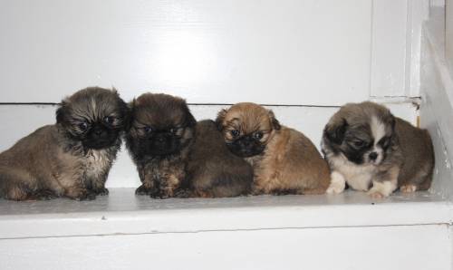 mini pekinesen reinrassig