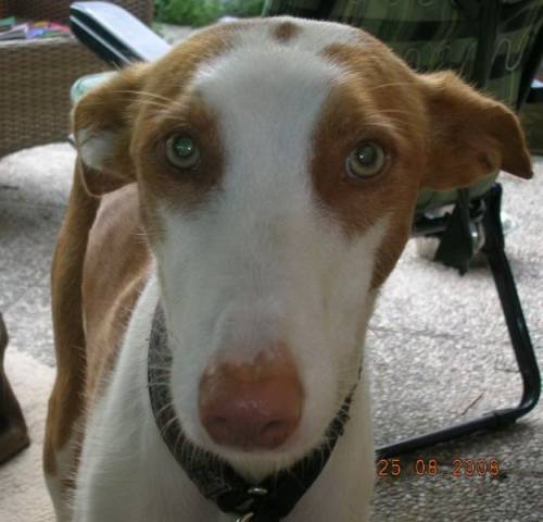 gnadenhof podenco rescue