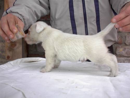jack russell terrier welpen